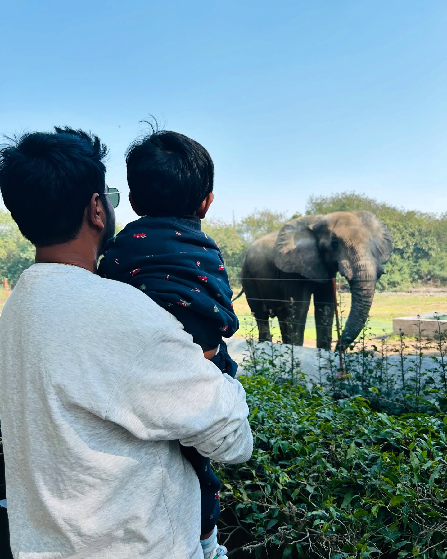 Father and son watching an elephant