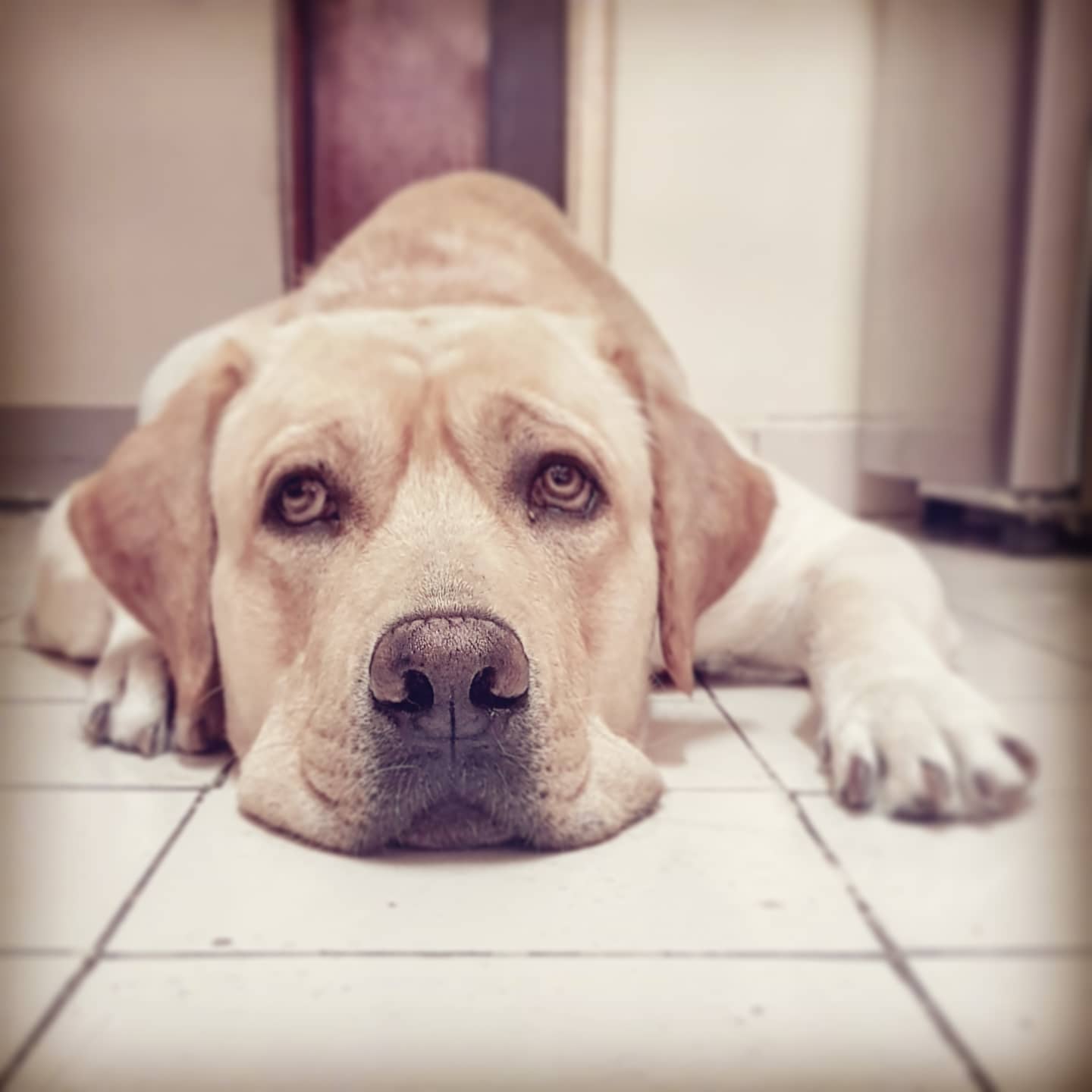 The dog